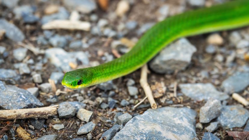 Smooth green snake