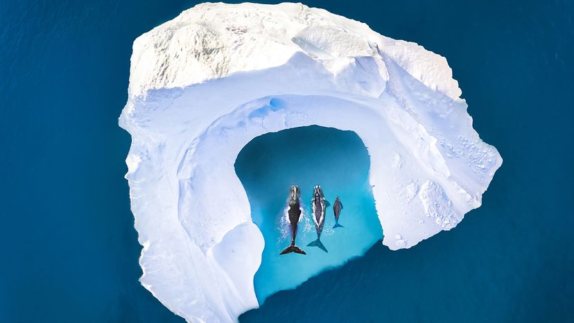 whales