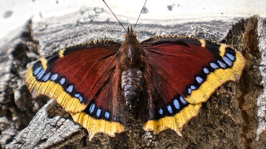 The Mourning Cloak Butterfly Makes Unique Winter Appearances