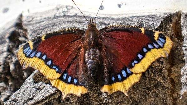 The Mourning Cloak Butterfly Makes Unique Winter Appearances