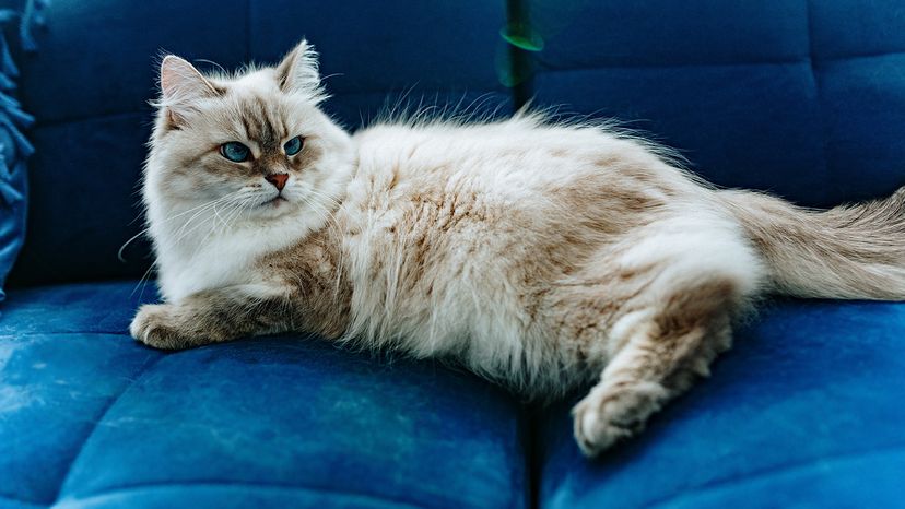 Siberian cat