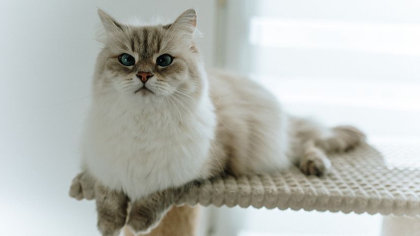 Siberian cat