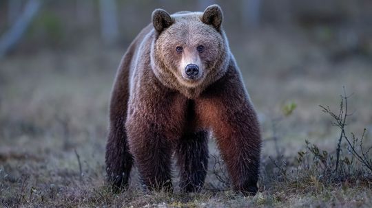 Bear vs. Lion: A Hypothetical Battle for the Ages