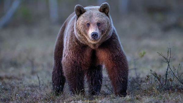 Bear vs. Lion: A Hypothetical Battle for the Ages