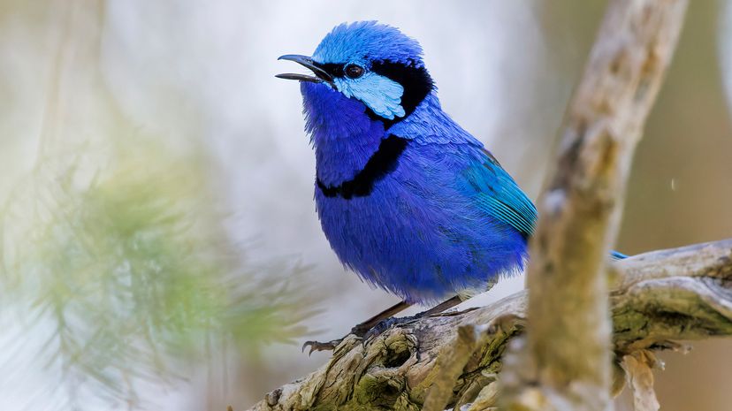 Splendid fairywren