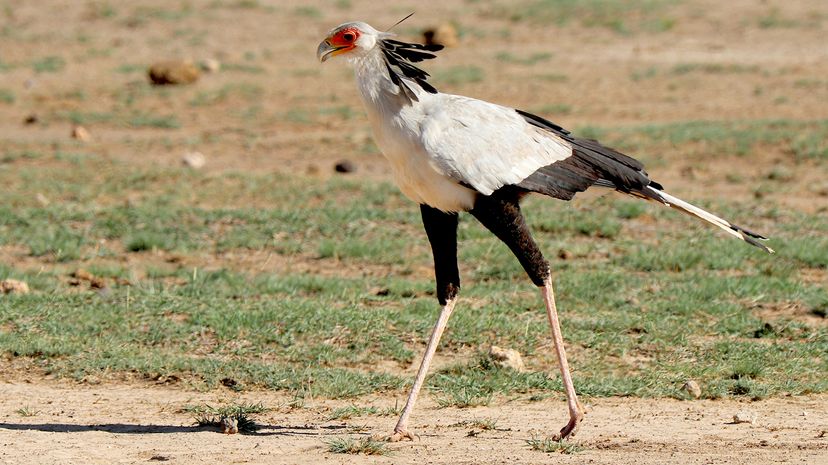 Secretary bird