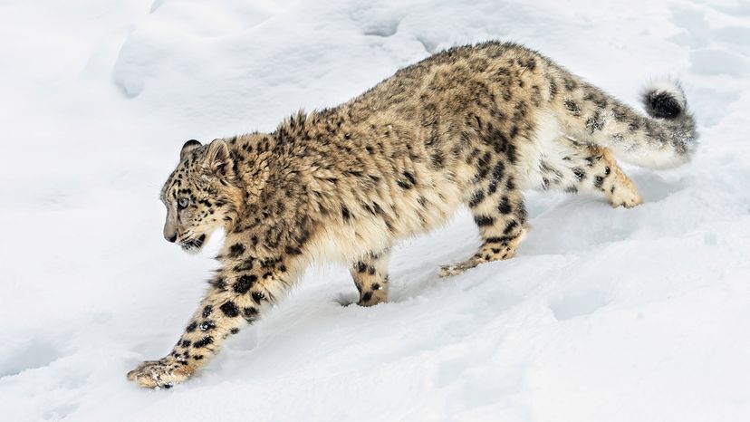 Snow leopard