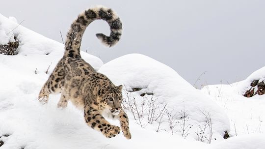 How the Snow Leopard Survives Harsh, Frigid Temperatures