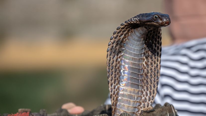 Indian cobra