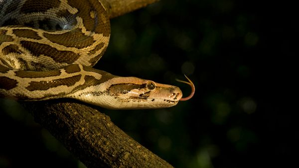 Snake slithering down a tree branch with a black background