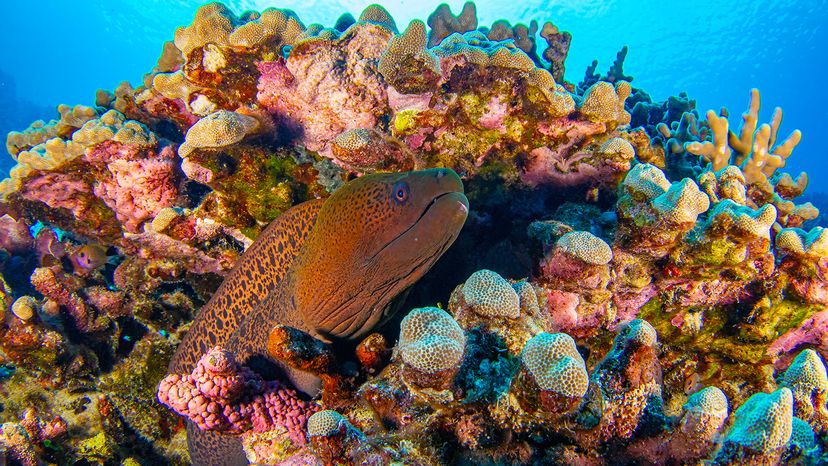 Moray eel