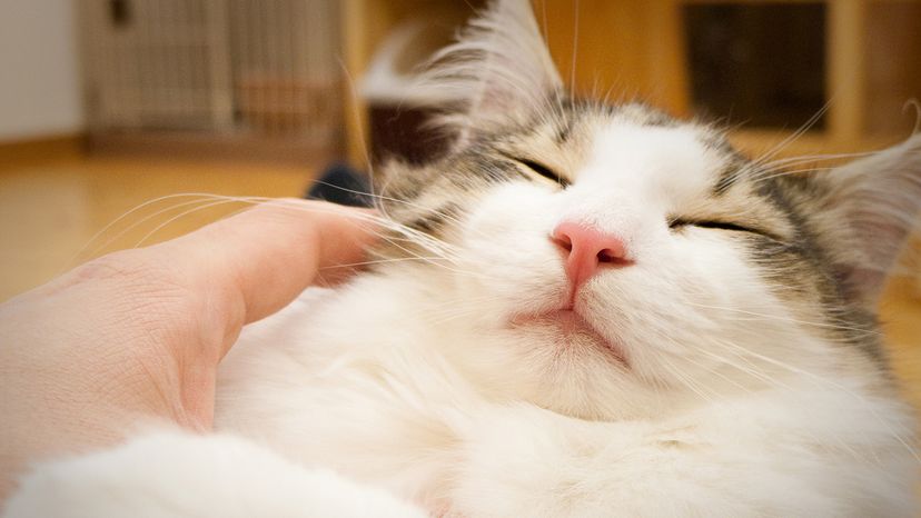 Norwegian Forest Cat