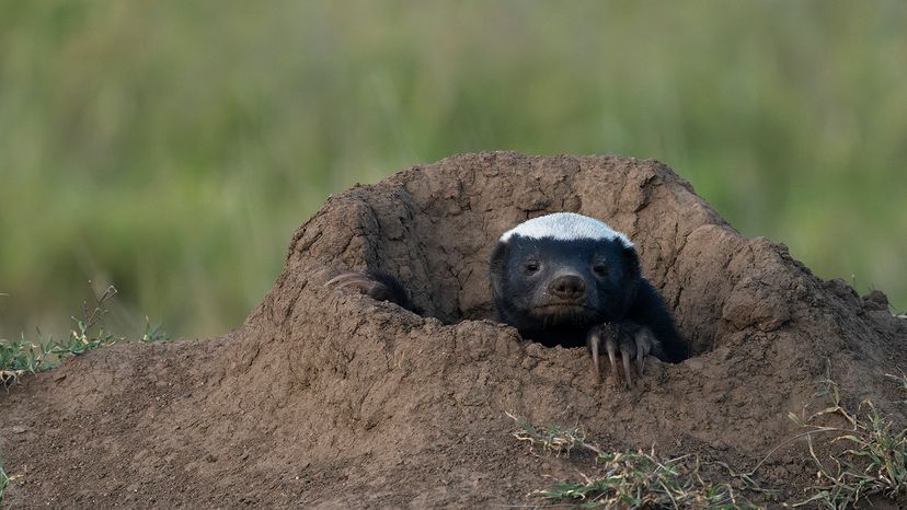 honey badger