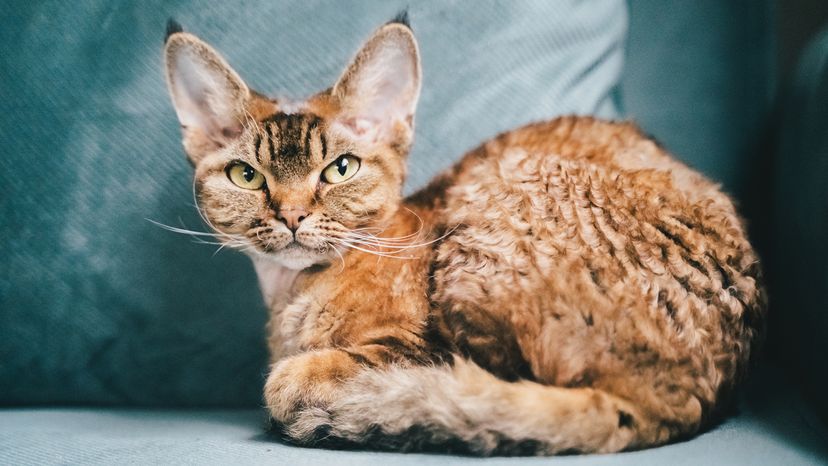 Devon Rex