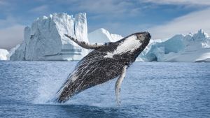 whale breaching with glaciers in background