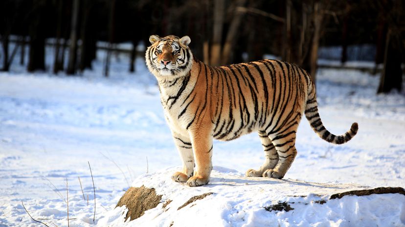 Siberian tiger