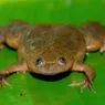 The African Clawed Frog and Early Pregnancy Tests