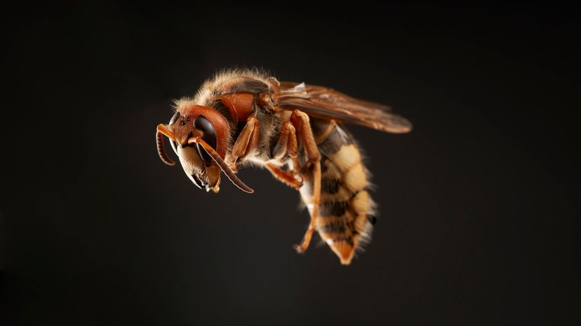 murder hornet