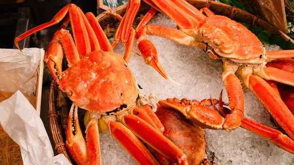 Snow Crab: A High-protein Delight Thriving in Cold Waters