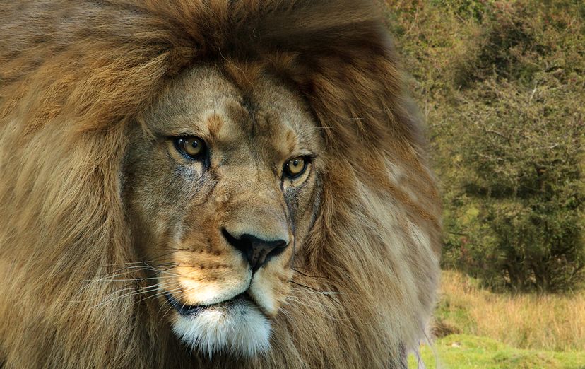 lion