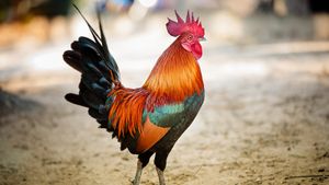 Rooster walking in dirt