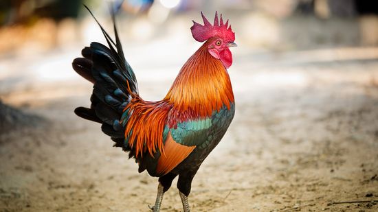 How Long Do Roosters Live?