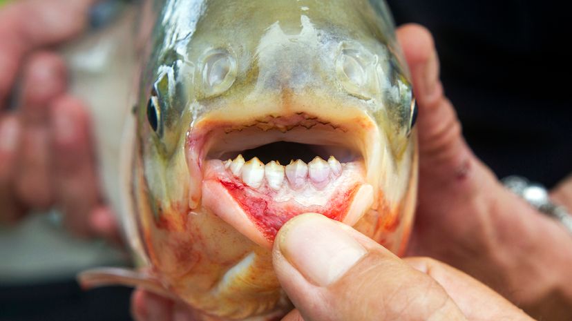 Human thumb holding down a fish's lower lip to reveal human-like teeth