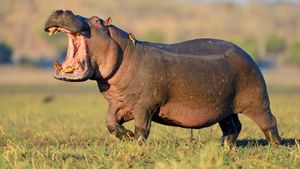 hippo running through grass