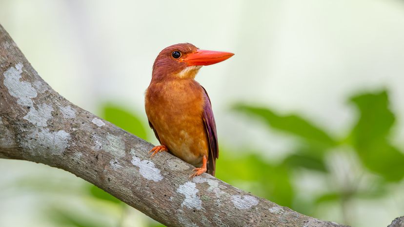 Ruddy kingfisher