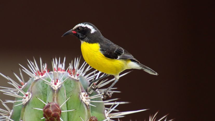 Bananaquit