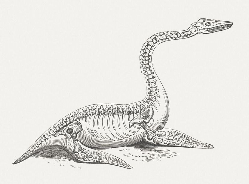 Plesiosaur, marine reptile from the Jurassic Period. Woodcut engraving, published in 1876.