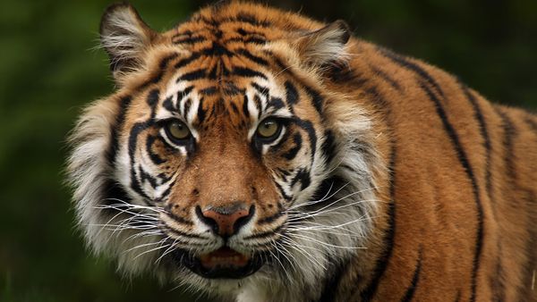 Sunda Tiger: A Critically Endangered Subspecies in Sumatra