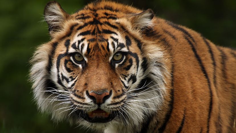 Close-up of an orange tiger with black stripes, white markings on its face, and white whiskers