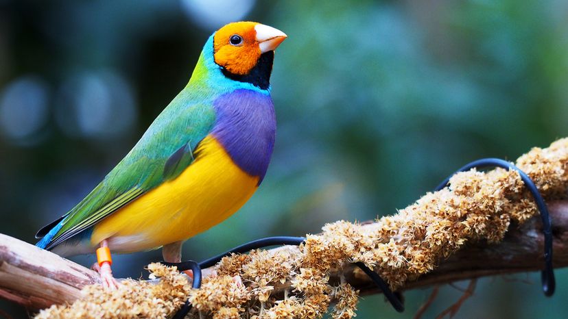 Gouldian finch