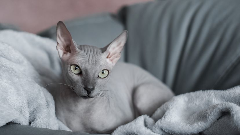 Sphynx