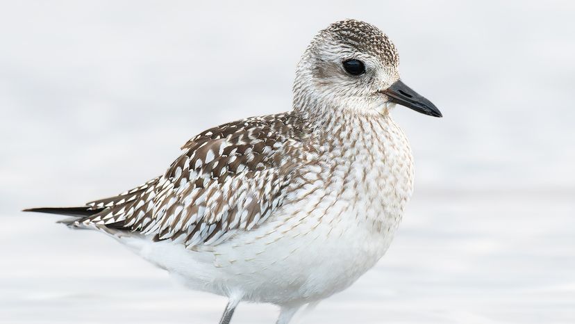 black-bellied plover