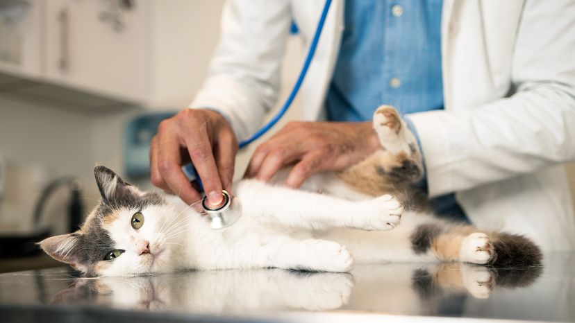 Cat with a vet