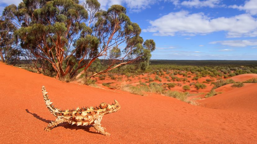 thorny devil