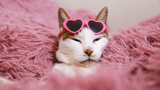 36 Funny Cat Names: From Tuna Turner to Kitty Smalls