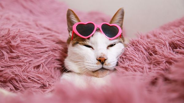 36 Funny Cat Names: From Tuna Turner to Kitty Smalls