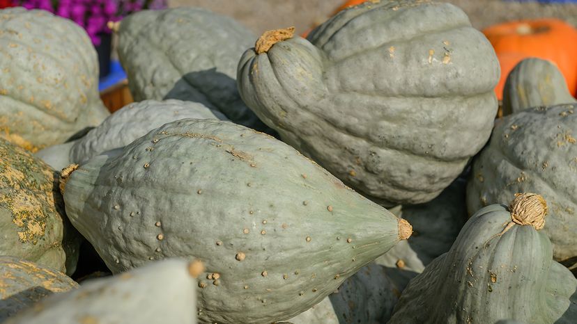 Hubbard squash