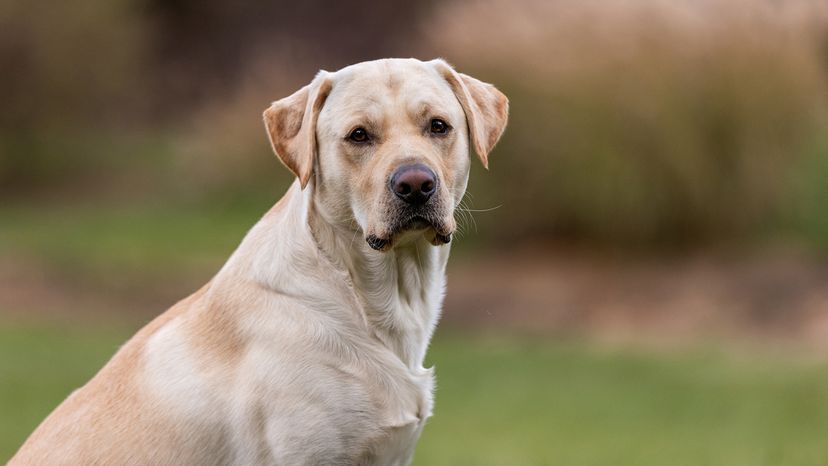 Labrador retriever