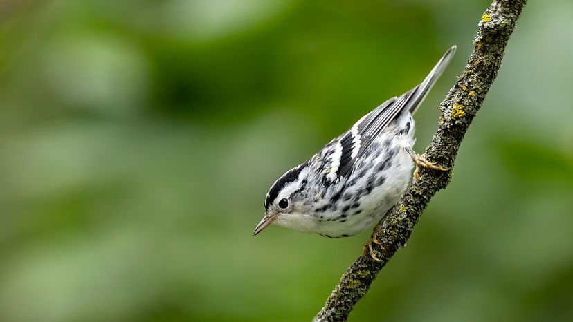 Black and White Warbler