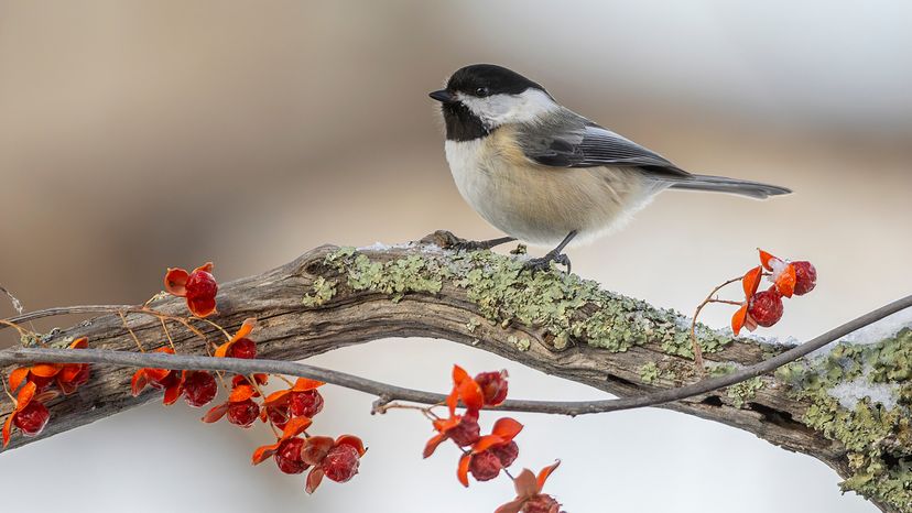 Black-capped Chickadee