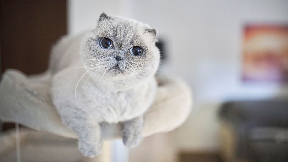 What's the Smartest Cat Breed? Comparing 8 Clever Contenders