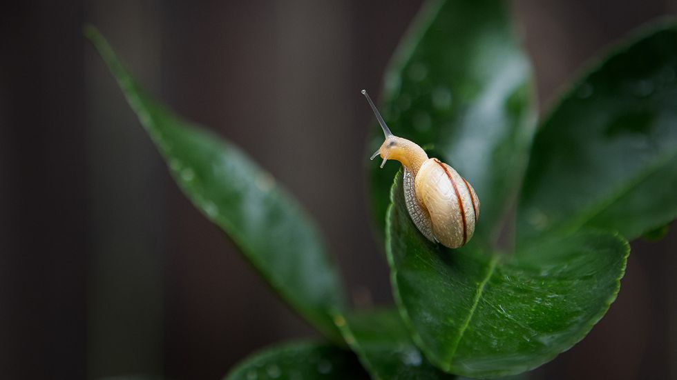 Slug vs. Snail: More Than Shell vs. No Shell (But Not Much More)
