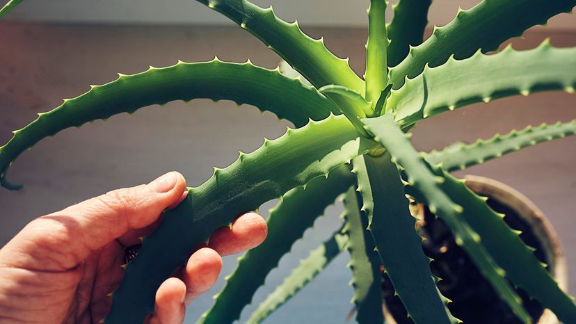 Aloe vera