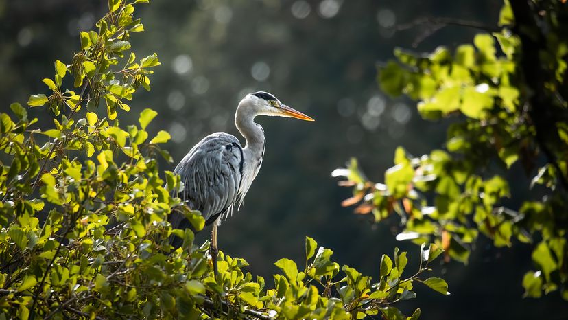 Grey heron