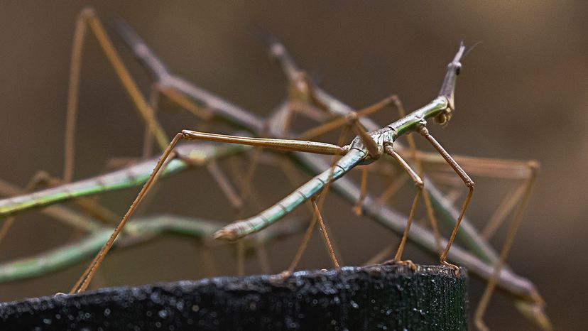 Stick insect