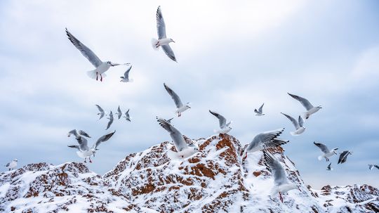 15 White Birds Soaring Over Africa, Asia, Europe and the Americas